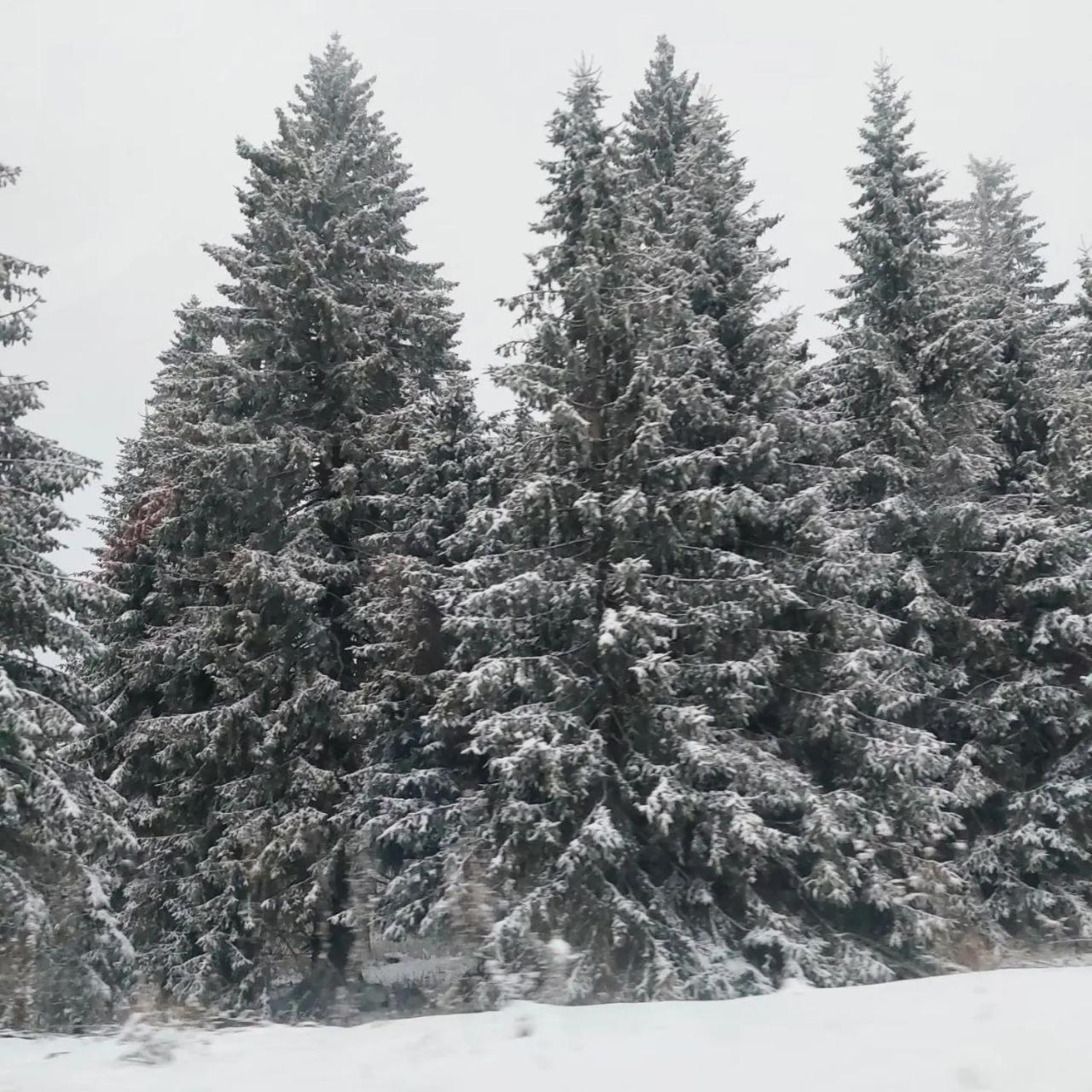 Apartmani Sorak Kopaonik, Studio Apartman A10 Zewnętrze zdjęcie